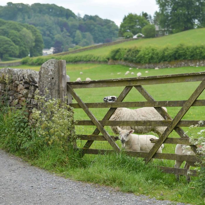 sheepgate2 sheepgate2